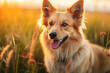 Golden Glee: Charming Dog Basking in the Sunset Light