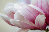 Fototapeta Kwiaty - Magnolia Sulanjana flowers with petals in the spring season. beautiful pink magnolia flowers in spring, selective focusing.