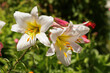 White-pink fragrant lilies in a flowerbed in the garden