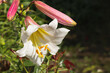 White-pink fragrant lilies in a flowerbed in the garden