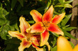 Red-yellow fragrant lilies in a flowerbed in the garden