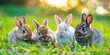 Charming close-up of bunny family nestled in green grass, with vibrant, warm sunlight enhancing their fluffy appeal.