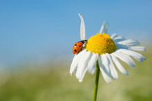 Ladybug Crawls On A Daisy On A Sunny Summer Day