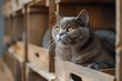 Gray Cat Sitting in Wooden Box