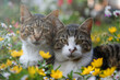 Retrato de gatos comunes entre las flores.