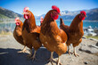 Portrait of chickens on the rocks at the top of the mountain, bright sunny day, on a ranch in the village, rural surroundings on the background of spring nature