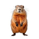 Fototapeta Natura - Front view of a standing beaver looking at camera on a cutout PNG transparent background