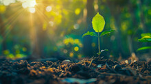 Little Oak Tree Seedling In The Forest With Blurred Background And Rays Of Light; Copy Sapace