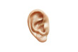 A cut out ear isolated on a plain background