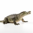 © lensvault - Photo of crocodile isolated on white background