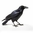 Photo of crow isolated on white background