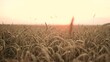 ears of wheat on the field during sunset. farming a wheat harvesting agribusiness concept. walk in a large wheat field. big harvest of wheat in summer on sunlight the field landscape