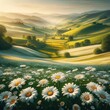landscape in the summer with daisy flower
