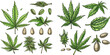 Marijuana bud vector illustration set