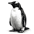 An alert penguin stands tall, its black and white