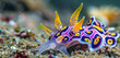A colorful nudibranch crawling along the ocean floor, its vibrant hues and intricate patterns making it a favorite subject for underwater photographers