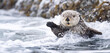 A playful sea otter rolling and tumbling in the surf, its thick fur keeping it warm and buoyant as it rides the waves with effortless grace and agility