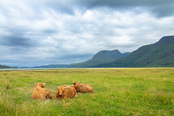 landscape with highland cattle lying in the grass in north west highlands, scotland uk