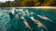 A pod of graceful dolphins frolics in the crystal-clear waters of the Indian Ocean, their sleek forms gliding effortlessly through the azure waves against a backdrop of pristine wh