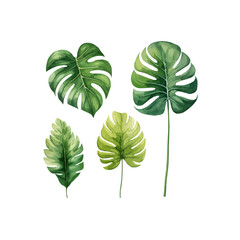 Wall Mural - Large hand drawn watercolor tropical plants set, monstera on an isolated white background,