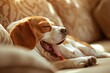 © Gelpi - Cozy Beagle Enjoying a Relaxing Yawn on a Comfy Sofa - Generative AI