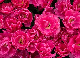 Wall Mural - tulips flowers blooming in the spring