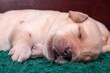 Enjoying a good sleep. The little Labrador puppy is sleeping on its side.