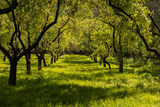 Fototapeta  - Campo de olivos en primavera con el sol iluminando la hierba verde