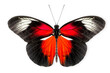Beautiful Red Postman butterfly isolated on a white background with clipping path
