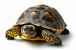 Box turtle with yellow and red shell is looking at something.