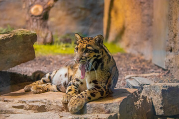 Poster - clouded leopard (Neofelis nebulosa) wild cat