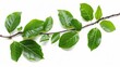 A branch of fresh green leaves isolated on a white background