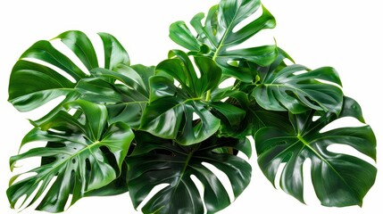 Poster - Isolated on white background, monstera or split-leaf philodendron leaves (Monstera deliciosa) the tropical foliage plant growing in the wild. Clipping path is included.