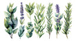 Watercolor style plant elements on a transparent background.