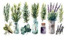 Watercolor Style Plant Elements On A Transparent Background.