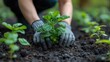 Person gardening: planting basil in fertile soil. Arbor Day