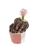 Fototapeta Zachód słońca - Gymnocalicium hybrid cactus blossom with pink flower isolated on white background.