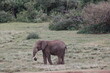 Elefante africano.