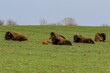 Herd of American bison in Midewin National Tallgrass Prairie in Illinois