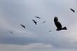 Group of birds gliding across the sky.