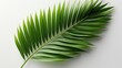 A lush green fern leaf against a white background