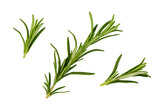 Fototapeta Dinusie - Rosemary isolated on white background. Set of rosemary branches with top view.