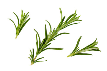 Wall Mural - Rosemary isolated on white background. Set of rosemary branches with top view.