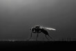 © Анна Терелюк - Mosquito is silhouetted against dark sky