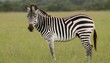 A Zebra In A Meadow