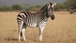 A Zebra In A Safari Setting