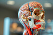 skull with brains, medical training model of human organs,