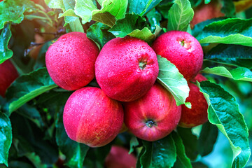 Wall Mural - Red apples on a tree.Ripe Apples in the Apple Orchard before Harvesting. Apple orchard. Basket of Apples.Morning shot