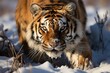 Siberian tiger silently sliding in the snow., generative IA