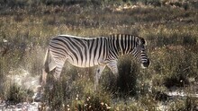 A Zebra Walks Through Some Weeds In An Open Field,